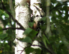 Dendrocopos leucotos