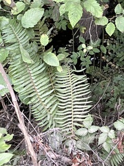 Polystichum munitum