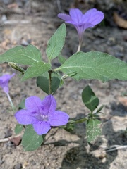 Ruellia pedunculata