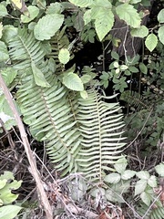 Polystichum munitum