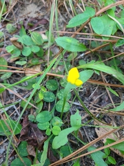 Crotalaria rotundifolia