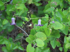 Clematis pitcheri