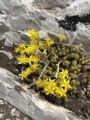 Sedum