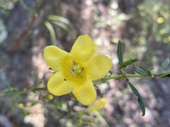 Aureolaria flava