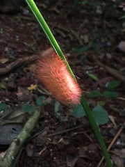 Megalopyginae