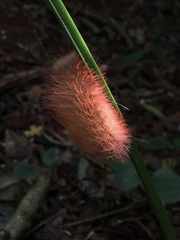 Megalopyginae