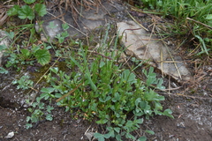 Epilobium anagallidifolium