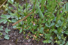 Epilobium anagallidifolium