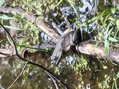 Lithobates catesbeianus