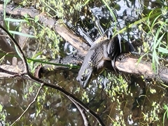 Lithobates catesbeianus
