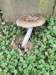 Amanita rhacopus