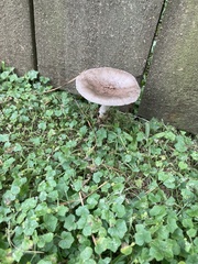 Amanita rhacopus