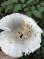 Russula crustosa