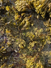 Semibalanus balanoides