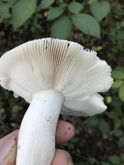 Russula crustosa