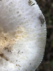 Russula crustosa