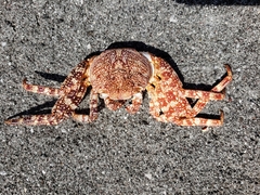 Grapsus adscensionis