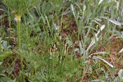 Juncus drummondii