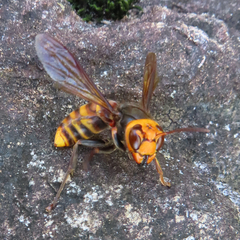 Vespa analis insularis