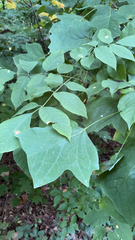 Liriodendron tulipifera