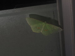 Tanaoctenia haliaria