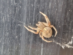 Araneus