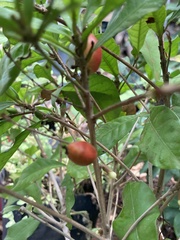 Synsepalum dulcificum