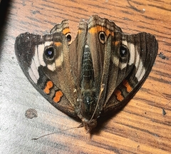 Junonia