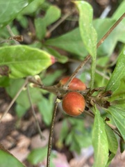 Synsepalum dulcificum