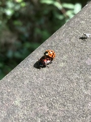 Hesperomyces harmoniae