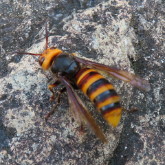 Vespa analis insularis