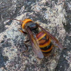 Vespa analis insularis