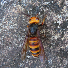 Vespa analis insularis