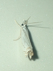 Crambus albellus