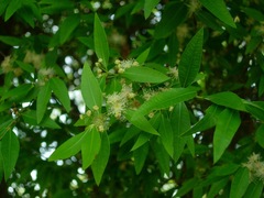 Blepharocalyx salicifolius