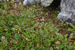 Leptarrhena pyrolifolia