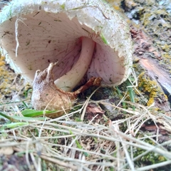 Volvariella bombycina