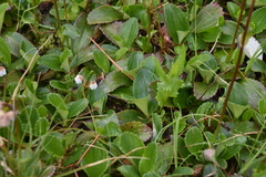 Leptarrhena pyrolifolia
