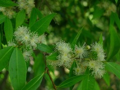 Blepharocalyx salicifolius