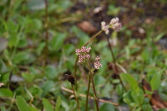 Leptarrhena pyrolifolia