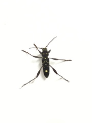 Cotyclytus curvatus