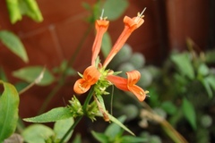 Dicliptera squarrosa
