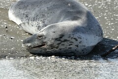 Hydrurga leptonyx
