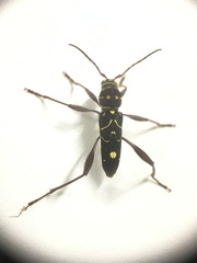 Cotyclytus curvatus