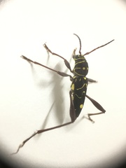 Cotyclytus curvatus
