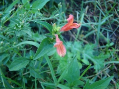 Dicliptera squarrosa