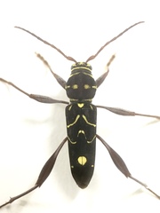 Cotyclytus curvatus