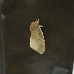 Automeris naranja