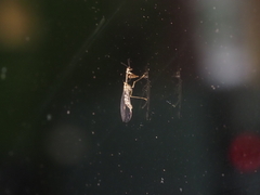 Necyla formosana