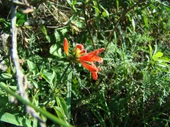 Dicliptera squarrosa